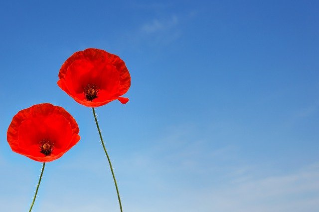 a couple of poppy flowers g3efed0c83 640